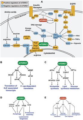 mTOR signaling in hair follicle and hair diseases: recent progress